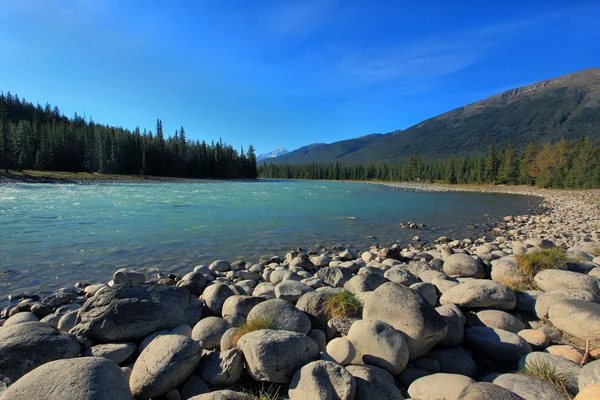 Athabasca river in the canadian rockies Royalty Free Stock Images