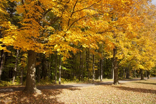 Albero autunnale — Foto Stock