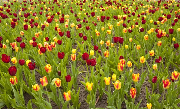 Cama tulipán — Foto de Stock