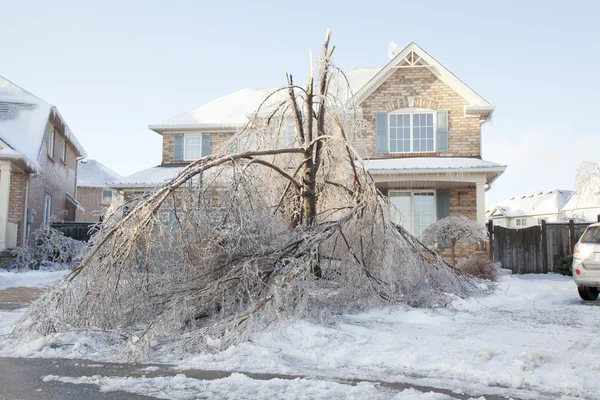 Toronto Ice Storm dezembro 2013 Imagem De Stock