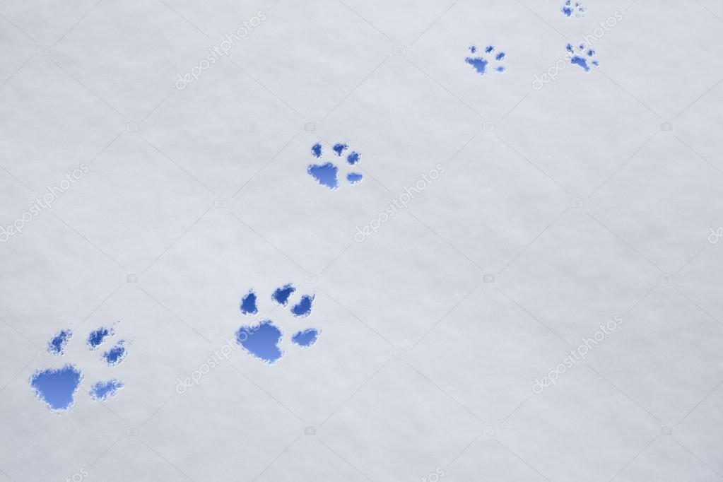 dog paw trail