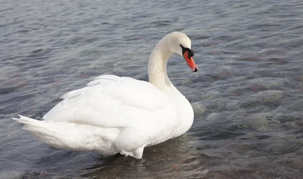 Labuť, cygnus olor, jediný pták na vodě — Stock fotografie