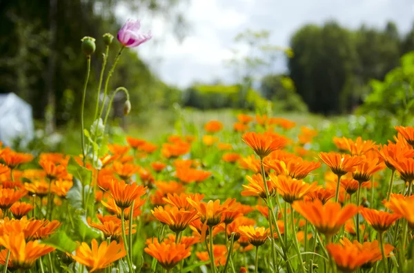 Caléndula de verano hierbas medicinales flores —  Fotos de Stock