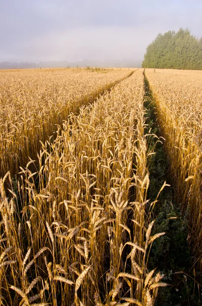 Paesaggio con campo di grano e nebbia fine estate — Foto Stock