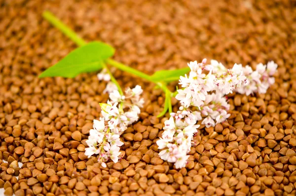 Buckwheat grain and blossoms — Stock Photo, Image
