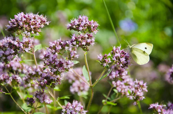 Flor de manjerona selvagem em jardim e borboleta — Fotografia de Stock