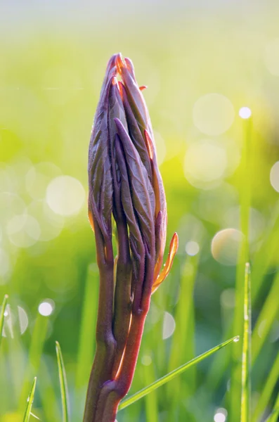 Peony bud in spring morning light — Stock Photo, Image