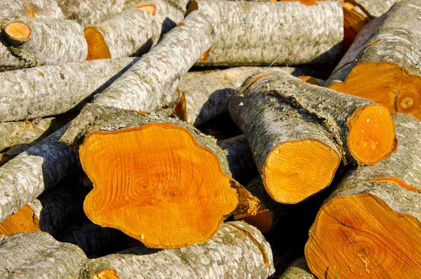 Brennholz aus Erle im Frühling — Stockfoto