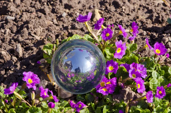 Spring flowers and crystal ball — Stock Photo, Image