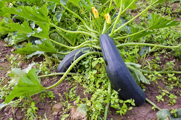 Green fresh zucchini in garden bed — Stock Photo, Image