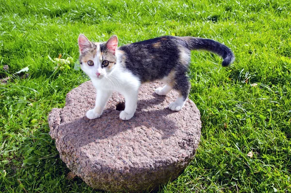 Junge Katze auf altem Mühlstein — Stockfoto