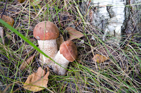 Musroom Orange-cap boletus in the forest