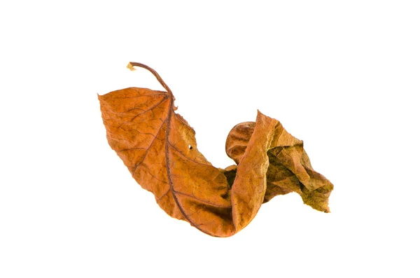 Hoja de otoño forma seca aislada en blanco — Foto de Stock