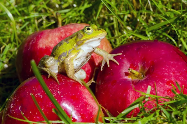 Djur gröna grodan på rött äpple i trädgården — Stockfoto