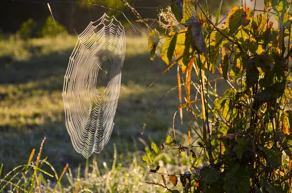 Autumn morning dewy spider-web — Stock Photo, Image