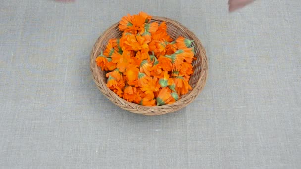 Caléndula hierbas medicinales flores en lino — Vídeo de stock