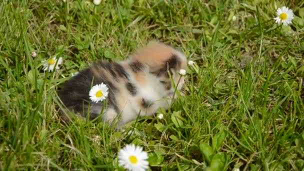 Kattunge och katt på trädgård gräs — Stockvideo