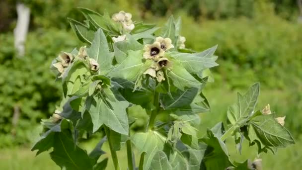 Henbane Hyoscyamus niger flores médicas en el viento — Vídeo de stock