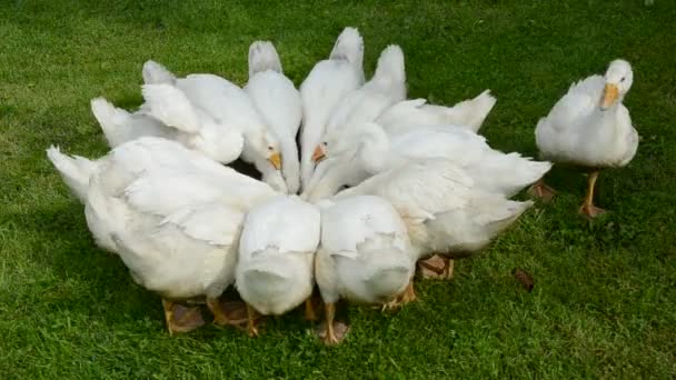 Witte binnenlandse gans groep in de farm — Stockvideo