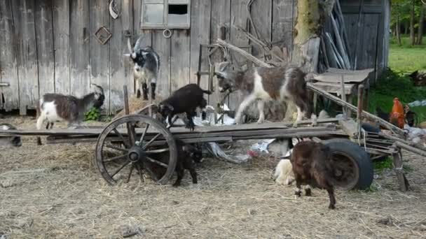 Goats in the old farm on broken carriage — Stock Video