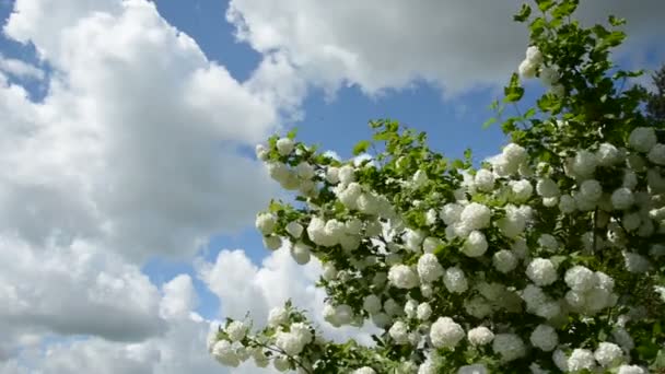 Spring viburnum blossoms and wind — Stock Video