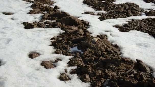 Neige printanière sur le champ agricole 