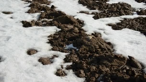 Neige printanière sur le champ agricole — Video