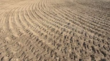 Bahar alan kırpma ve tecavüz