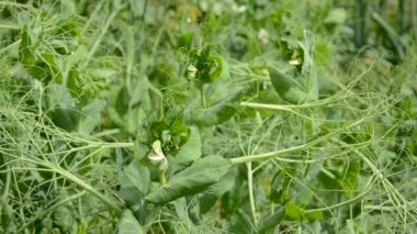 bezelye çiçeği ve Bahçe rüzgarda