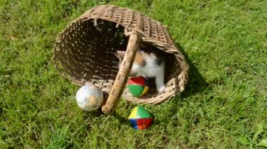 Küre ile eski basket oynayan yavru kedi