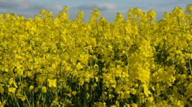 Yaz çiçekleri Rüzgar tecavüz ediyor.