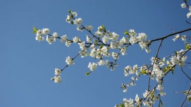 gökyüzü bahar kiraz çiçek şube