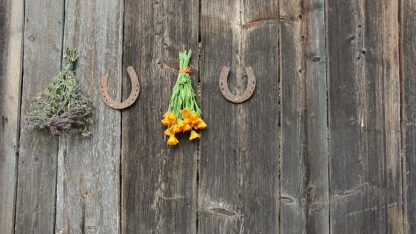 Ervas medicinais penduradas na parede de madeira e ferradura — Vídeo de Stock