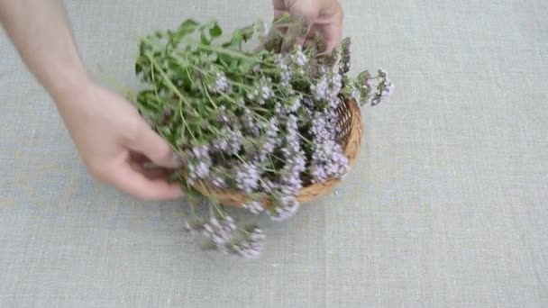 Vild mejram origanum vulgare blomma på linneduk — Stockvideo