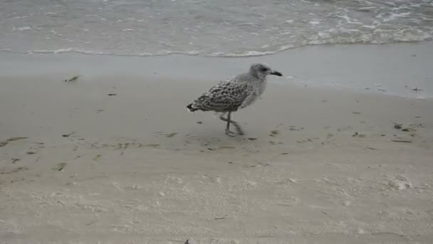 Gabbiano giovane e solitario sulla spiaggia — Video Stock