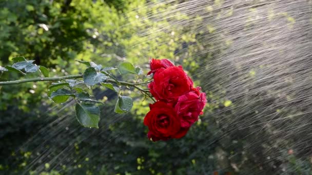 红玫瑰在公园和浇水 — 图库视频影像