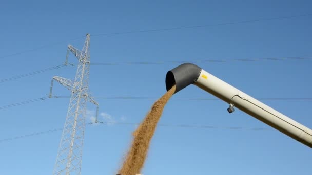 Harvest grain spill in August — Stock Video