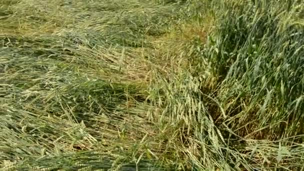 Appiattire campo di grano dopo tempesta estiva — Video Stock