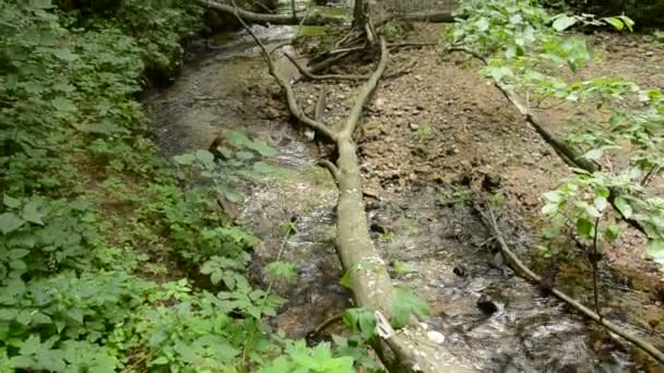 Маленькая и свежая река в лесу — стоковое видео