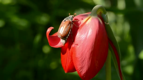 Escarabajo de primavera en tulipán — Vídeos de Stock