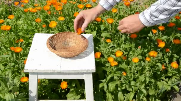 Calendula bloesems oogst in de tuin — Stockvideo