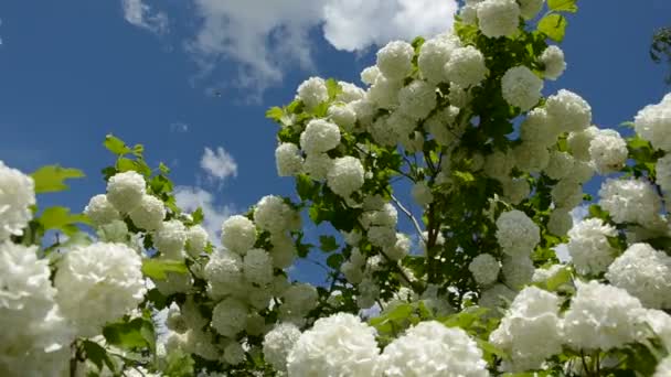 Viburnum fiorisce su sfondo cielo e vento — Video Stock
