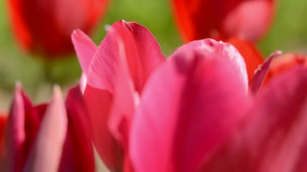 Spring tulpen kleuren achtergrond wazig — Stockvideo