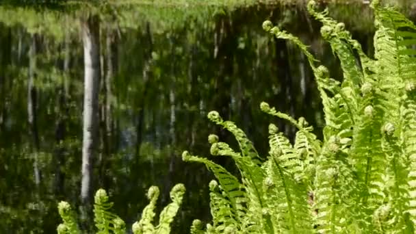 Fougères printanières près du lac et du vent — Video