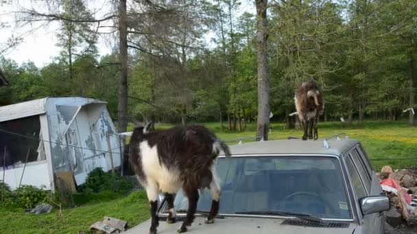 Twee geiten op oude auto — Stockvideo