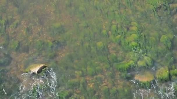 Fundo de água do rio com algas — Vídeo de Stock