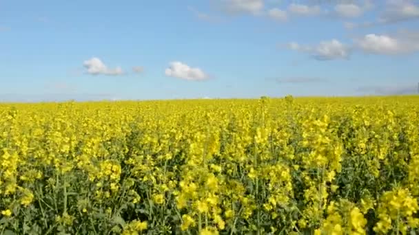 Verano floreciendo violaciónes campo panorama — Vídeo de stock