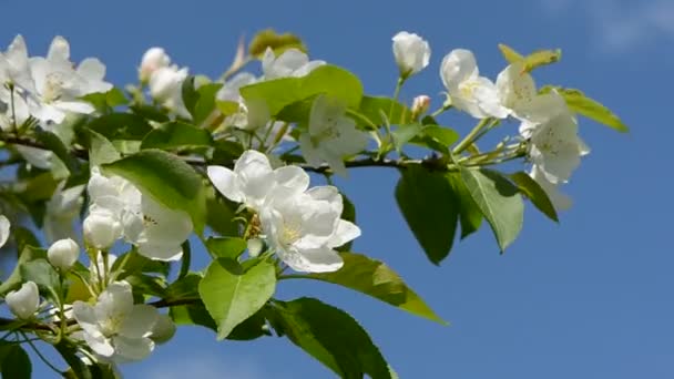 Apfelbaumblüten an Ast und Himmel — Stockvideo