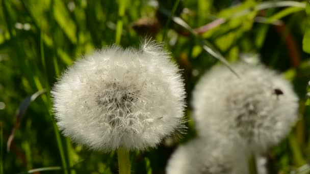 Graines de pissenlit et vent 