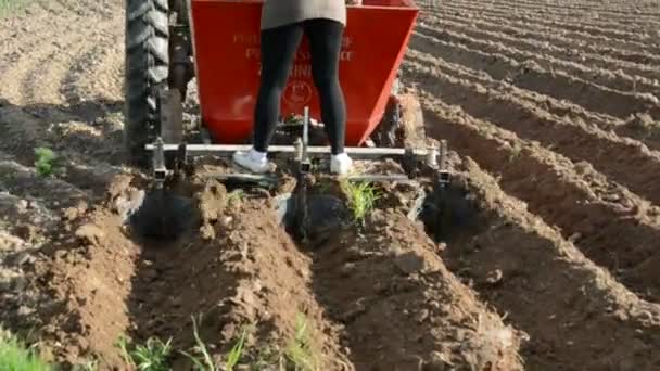 Planting potatoes in the farm — Stockvideo